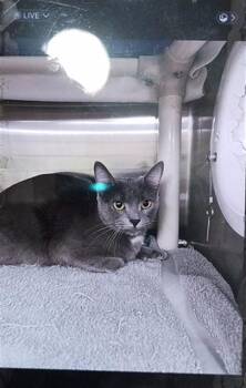 SCOUT -  Domestic Short Hair Cat for Adoption - SCOUT | PetCurious