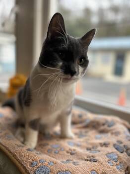 Domestic Short Hair Cats Available for Adoption - Fleetwood | PetCurious