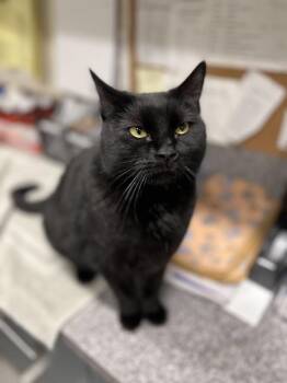 Phoebe -  Domestic Short Hair Cat for Adoption in New Rochelle, New York - Phoebe | PetCurious