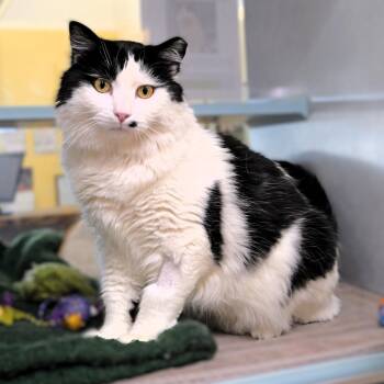 Domestic Medium Hair Cats Available for Adoption - Griffin | PetCurious