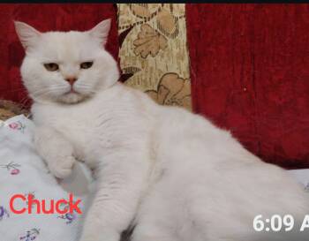 Rescue Scottish Fold Cats for Adoption in Snow Hill, Maryland - Chuck | PetCurious