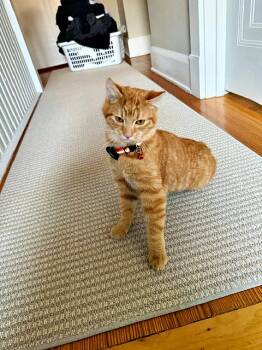 Rescue Domestic Short Hair Cats for Adoption in Pittsburgh, Pennsylvania - Bumpkin | PetCurious