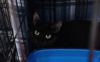 Rescue Domestic Short Hair Cats for Adoption in Jackson, Georgia - Eave | PetCurious