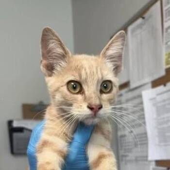Squash -  Domestic Short Hair Cat for Adoption in Bolivar, Missouri - Squash | PetCurious