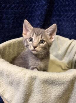 Rescue Domestic Short Hair Cats for Adoption in Burlington, Wisconsin - Pie | PetCurious