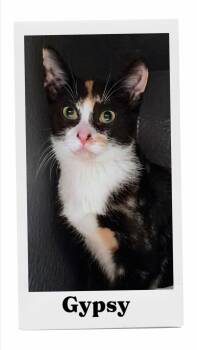 Gypsy -  Domestic Short Hair Cat for Adoption in Caistor Centre, Ontario - Gypsy | PetCurious