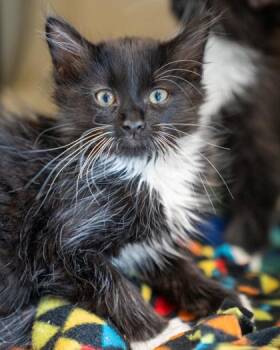 Pepsi -  Domestic Medium Hair and Domestic Short Hair Cat for Adoption in Pequot Lakes, Minnesota - Pepsi | PetCurious
