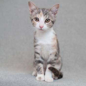 Billie -  Domestic Short Hair Cat for Adoption in Sunnyvale, California - Billie | PetCurious