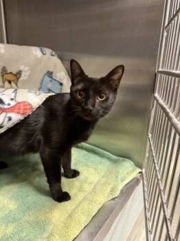 Rescue Domestic Short Hair Cats for Adoption in Fallston, Maryland - Starfruit | PetCurious