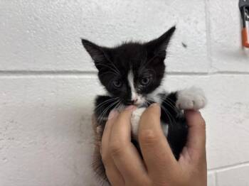CINDY LOU -  Domestic Short Hair Cat for Adoption in San Bernardino, California - CINDY LOU | PetCurious