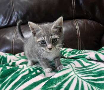 Domestic Short Hair and Tabby Cats Available for Adoption in Yardley, Pennsylvania - Gideon | PetCurious