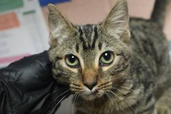 STACIE -  Domestic Short Hair Cat for Adoption in Columbia, South Carolina - STACIE | PetCurious