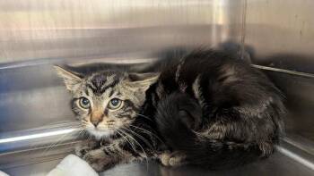 Tahoe -  Domestic Short Hair Cat for Adoption in Evansville, Indiana - Tahoe | PetCurious