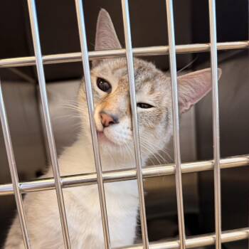 Guinness -  Domestic Short Hair Cat for Adoption in Gloucester, Virginia - Guinness | PetCurious