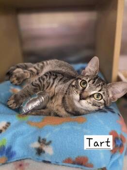 Tart       WC 1158 -  Domestic Short Hair Cat for Adoption in Metamora, Illinois - Tart       WC 1158 | PetCurious