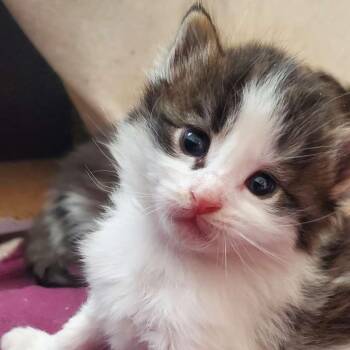 Tomato -  Domestic Medium Hair Cat for Adoption in Morden, Manitoba - Tomato | PetCurious