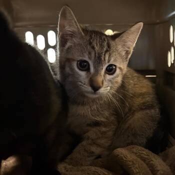 Domestic Short Hair Cats Available for Adoption in Pasadena, California - Binky | PetCurious