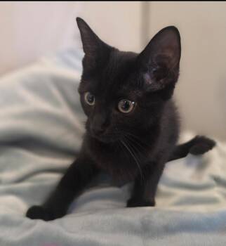 KiKi -  Domestic Short Hair Cat for Adoption in Metamora, Illinois - KiKi | PetCurious