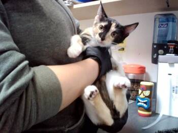 ANGELA -  Domestic Short Hair Cat for Adoption in Martinez, California - ANGELA | PetCurious