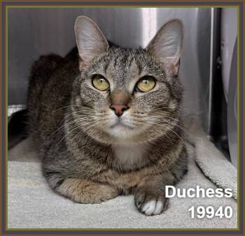 DUCHESS -  Domestic Short Hair and Tabby Cat for Adoption in Marietta, Georgia - DUCHESS | PetCurious