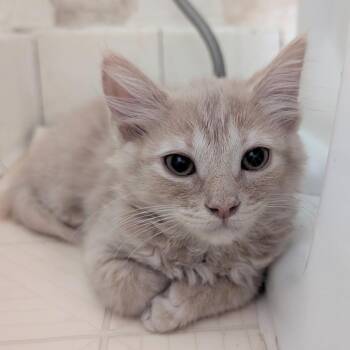 Baltimore Bean Bandit -  Domestic Medium Hair Cat for Adoption in Baltimore, Maryland - Baltimore Bean Bandit | PetCurious