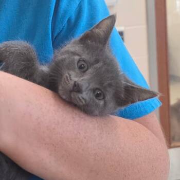 Red Scar -  Domestic Short Hair Cat for Adoption in Chatham, Virginia - Red Scar | PetCurious
