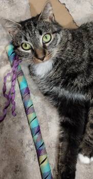 Rescue Tabby Cats for Adoption in Syracuse, New York - Sadie | PetCurious