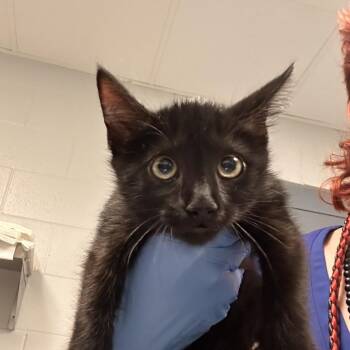 Saffron -  Domestic Short Hair Cat for Adoption in Greenville, South Carolina - Saffron | PetCurious