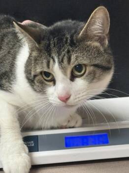 Wigmore -  Domestic Short Hair Cat Available for Adoption in Salisbury, Maryland - Wigmore | PetCurious