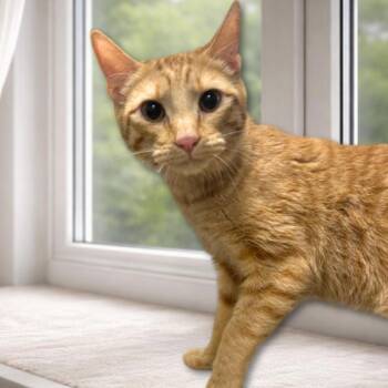 Domestic Short Hair Cats Available for Adoption - Golden | PetCurious
