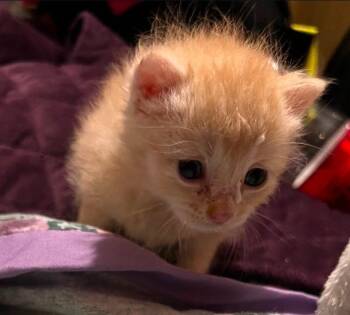 Domestic Short Hair Cats Available for Adoption - Creamsicle | PetCurious