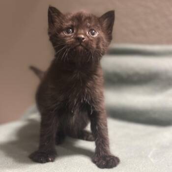Domestic Short Hair Cats Available for Adoption in Las Vegas, Nevada - Trophy 53900 | PetCurious