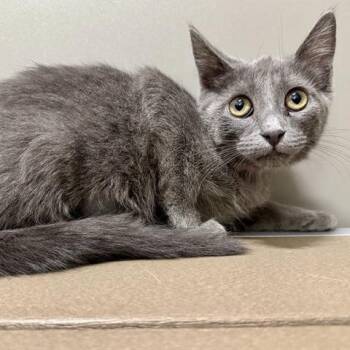 Trekie -  Domestic Short Hair Cat for Adoption in Brentwood, Missouri - Trekie | PetCurious
