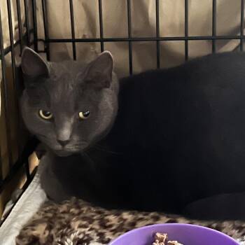 Pumpkin -  Domestic Short Hair Cat for Adoption in Middletown, New York - Pumpkin | PetCurious