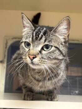 Rescue Domestic Short Hair Cats for Adoption in Atlanta, Georgia - Mishka | PetCurious