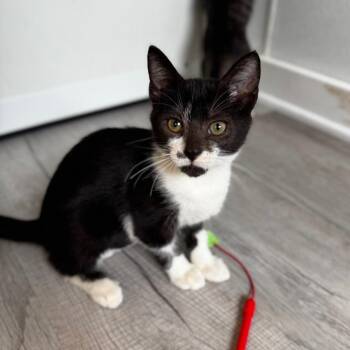 Marilyn Monroe -  Domestic Short Hair Cat for Adoption in Asheville, North Carolina - Marilyn Monroe | PetCurious
