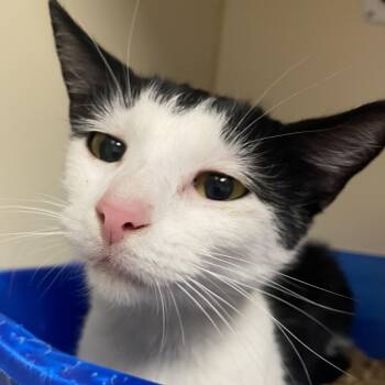 Domestic Short Hair Cats Available for Adoption - Sweetie | PetCurious