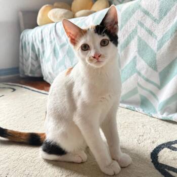 Barn Owl 12 -  Domestic Short Hair Cat for Adoption in Austin, Texas - Barn Owl 12 | PetCurious