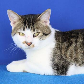 Domestic Short Hair Cats Available for Adoption - Felix | PetCurious