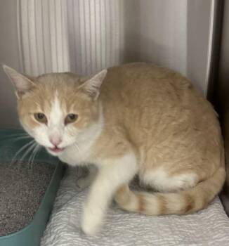 Domestic Short Hair Cats Available for Adoption - Carrot Cake | PetCurious