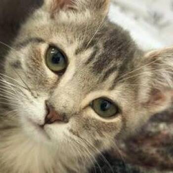 Carbo -  Domestic Short Hair Cat for Adoption in San Antonio, Texas - Carbo | PetCurious