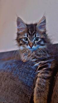 Minnie ( Miranda ) -  Maine Coon and Domestic Long Hair Cat for Adoption in Napa, California - Minnie ( Miranda ) | PetCurious