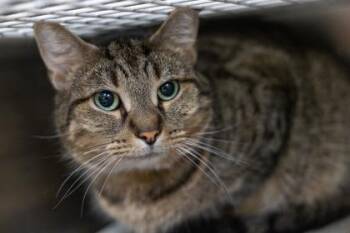 Sully -  Domestic Short Hair Cat for Adoption in Golden Valley, Minnesota - Sully | PetCurious