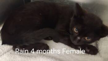 Rain -  Domestic Short Hair Cat for Adoption in Amherst, Virginia - Rain | PetCurious