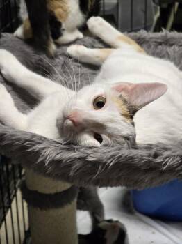 Calico Cats Available for Adoption - Nina | PetCurious