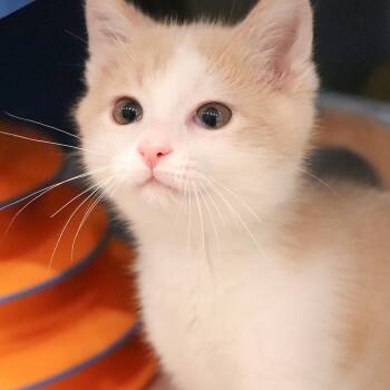 Og Anunoby -  Domestic Medium Hair Cat for Adoption in Port Washington, New York - Og Anunoby | PetCurious