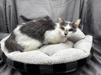 AMELIA -  Domestic Short Hair Cat for Adoption in Grovetown, Georgia - AMELIA | PetCurious