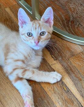 Rescue Tabby Cats for Adoption in Los Angeles, California - Stew | PetCurious