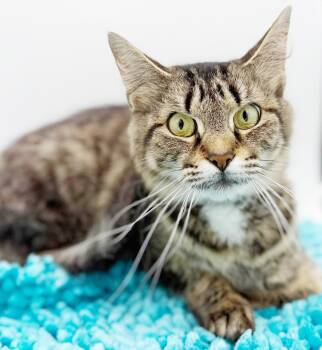 Maine Coon and Bengal Cats Available for Adoption in Bedford Hills, New York - Mrs Mew - Senior Therapy Cat - Eligible For Senior To Senior - A | PetCurious