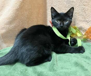 Till - KBC -  Domestic Short Hair Cat for Adoption in Dublin, Ohio - Till - KBC | PetCurious